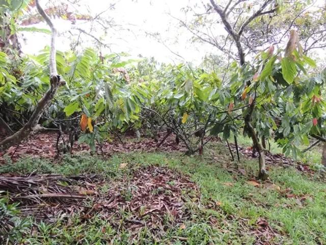 Fazenda venda em Região Geográfica Imediata de Ilhéus – Itabuna, Ilhéus