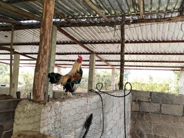 Rancho en venta en Tunkás, Yucatán