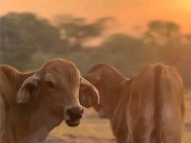 Finca en venta en Elorza, Apure