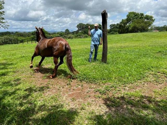 Venta de finca en Chorrera