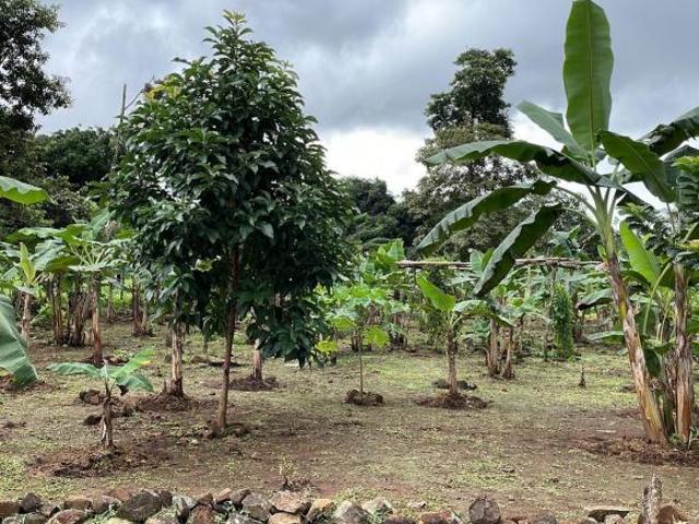 VENTA DE FINCA EN UTIVE, PACORA