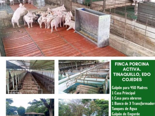 Finca en venta en Tinaquillo, Cojedes