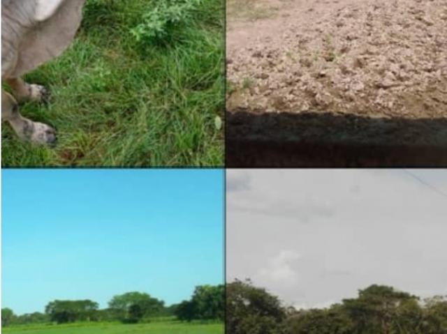 Finca en venta en San Carlos, Cojedes