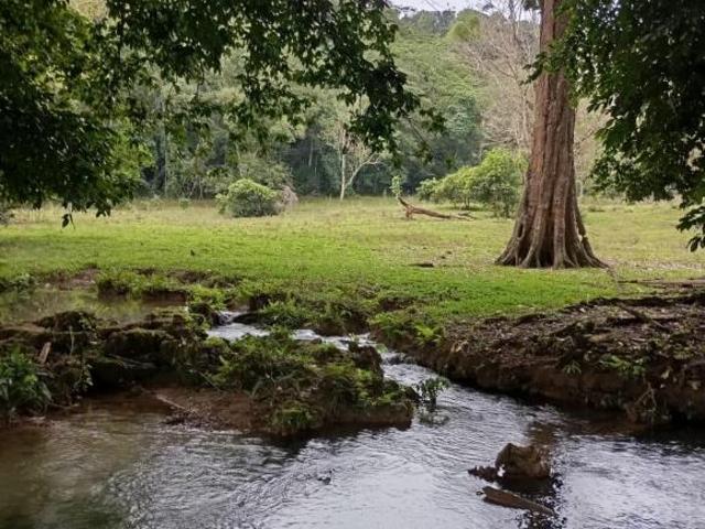 Venta de Hermoso Rancho de 93 hectáreas orilla carretera Cháncala Benemérito