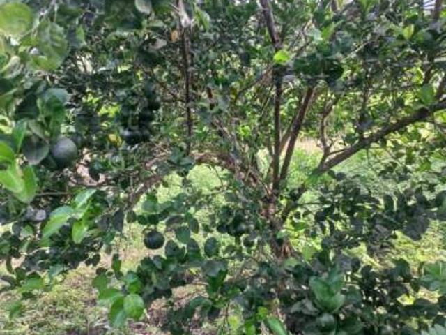 Finca en venta en Coello