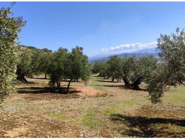 Local Comercial en venta en Baena