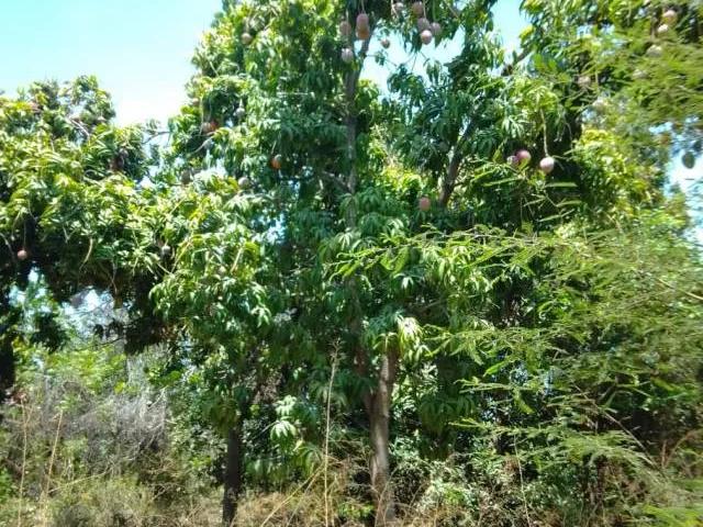 Terreno venta en Tambo Grande, Piura