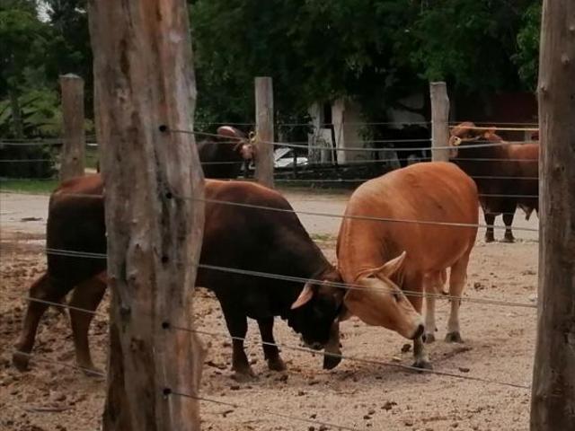 Rancho en venta en Sucilá, Yucatán