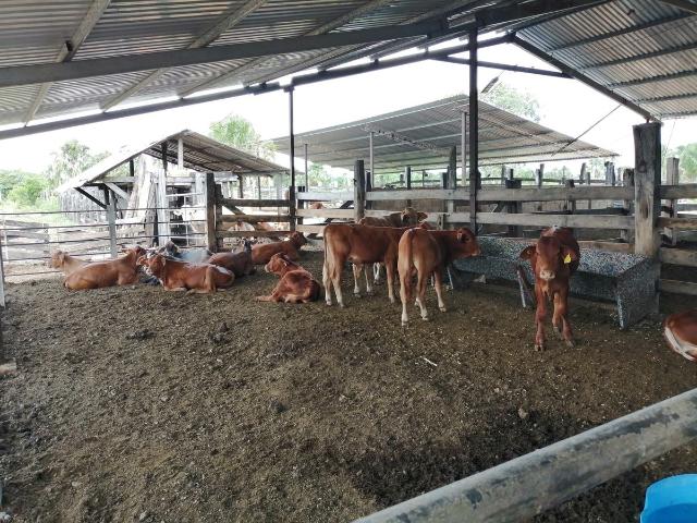 Rancho en venta en Sucilá, Yucatán