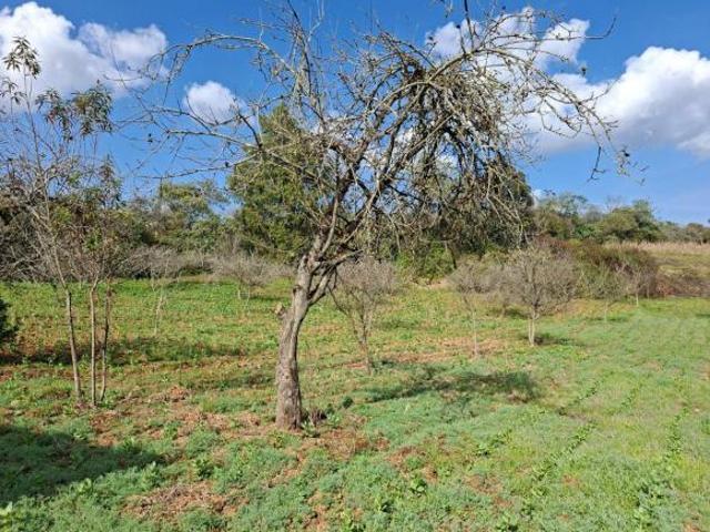 Rancho en venta en Zacatlán, Puebla