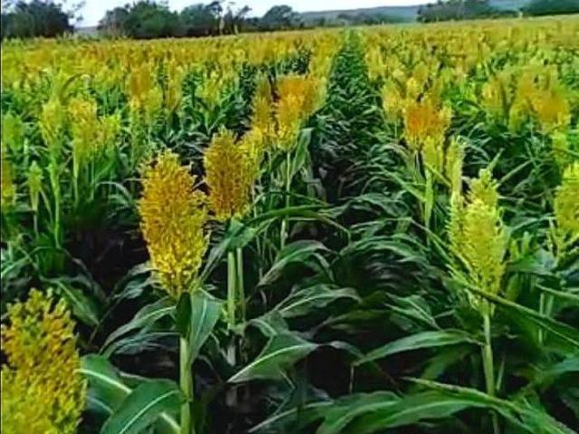 Venta de Rancho en González