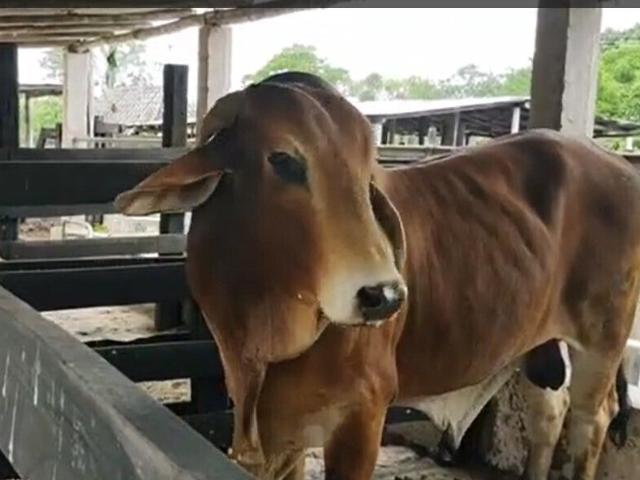 Rancho en venta en Panabá, Yucatán