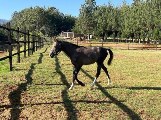 VENTA DE RANCHO EN ZACATLAN TOMATLAN