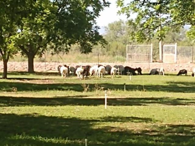 Rancho en venta en Chihuahua