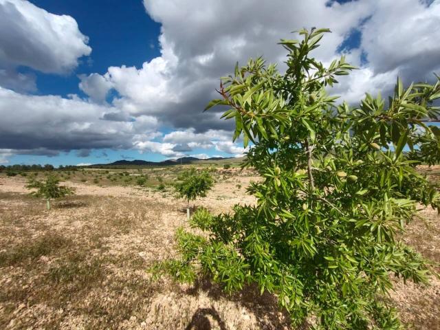 Terreno en venta en Comarca de Guadix, Andalucía