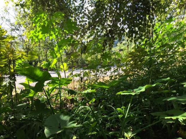 Venta de Terreno, Barrio los Manantiales, Col. Xocoyolo, Cuetzalan del Progreso