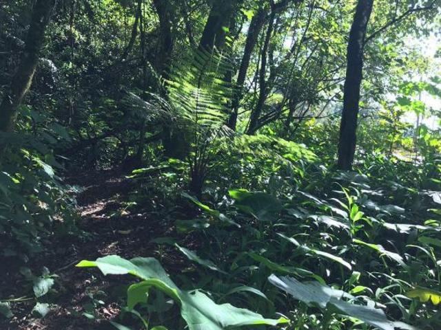 Venta de Terreno, Barrio los Manantiales, Col. Xocoyolo, Cuetzalan del Progreso