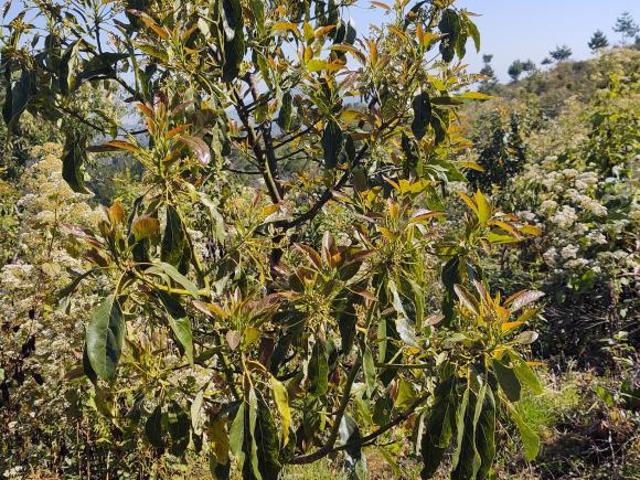 Terreno en venta en Zacatlán, Puebla