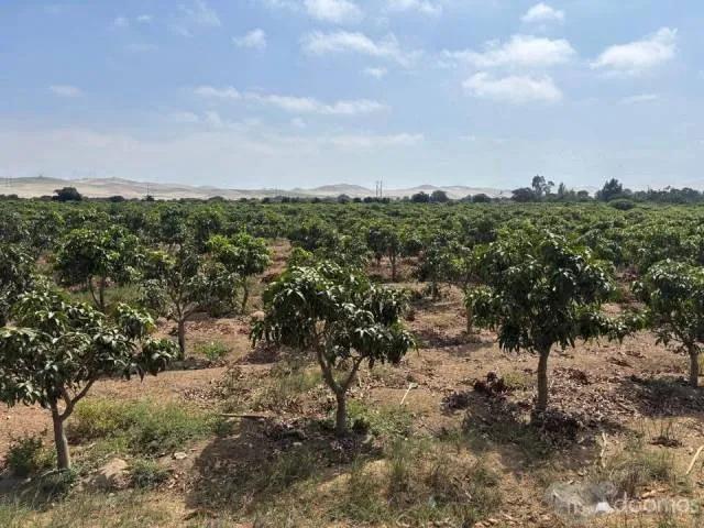 Terreno venta en Comte Noel, Ancash
