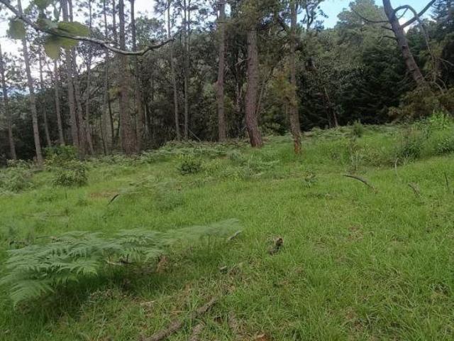 VENTA DE TERRENO EN TAPALPA 17 HECTAREAS