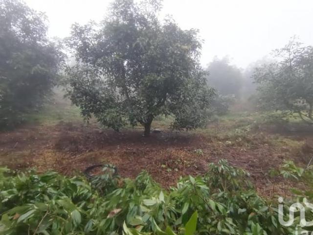 Venta de Terreno Huerto de Aguacate 5Ha, San Andrés, Hidalgo