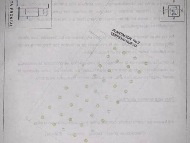 Venta de Terreno Huerto de Aguacate 5Ha, San Andrés, Hidalgo