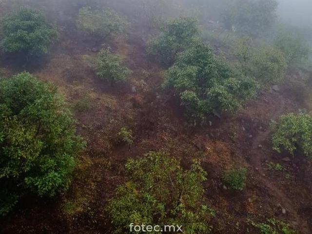 Venta de Terreno Huerto de Aguacate 5Ha, San Andrés, Hidalgo