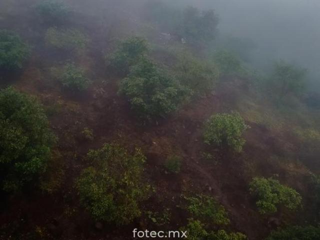 Venta de Terreno Huerto de Aguacate 5Ha, San Andrés, Hidalgo