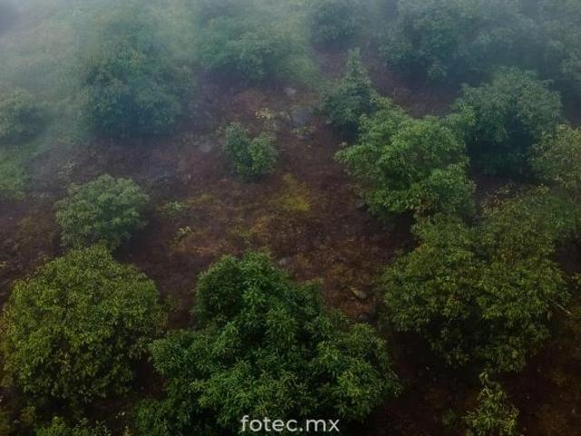 Venta de Terreno Huerto de Aguacate 5Ha, San Andrés, Hidalgo