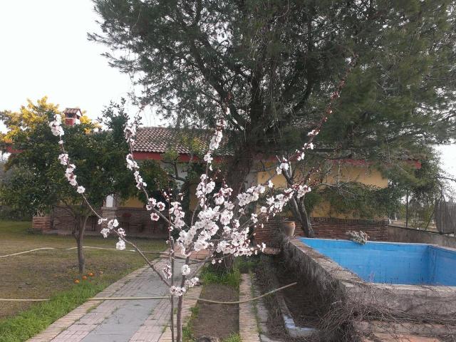Chalet en venta en Los Palacios Y Villafranca, Andalucía