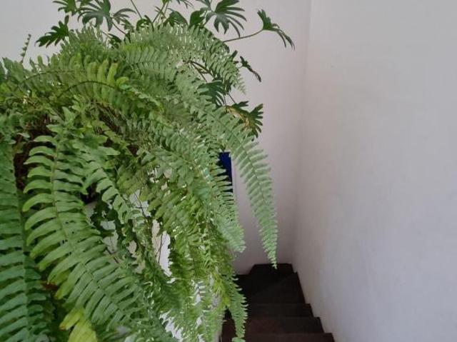 Venta de triplex en Roma Norte