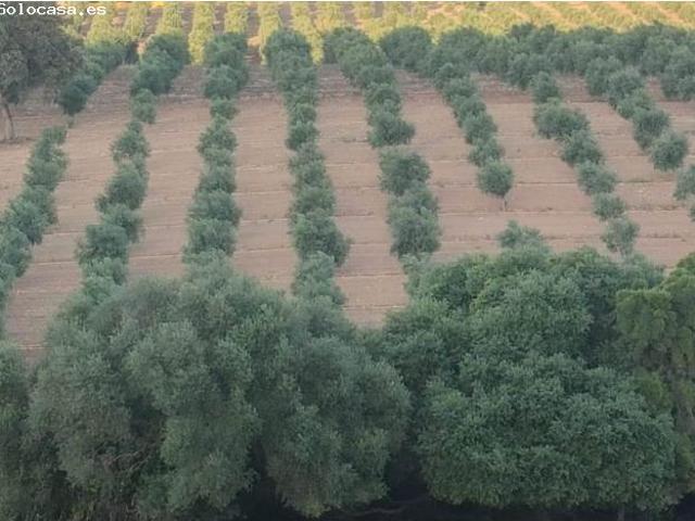 Local Comercial en venta en Sierra de Cádiz, Andalucía