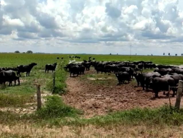 Finca en venta en La Trinidad De Orichuna, Apure