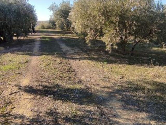 Local Comercial en venta en Cogollos De La Vega Local Comercial en venta en Cogollos De La Vega