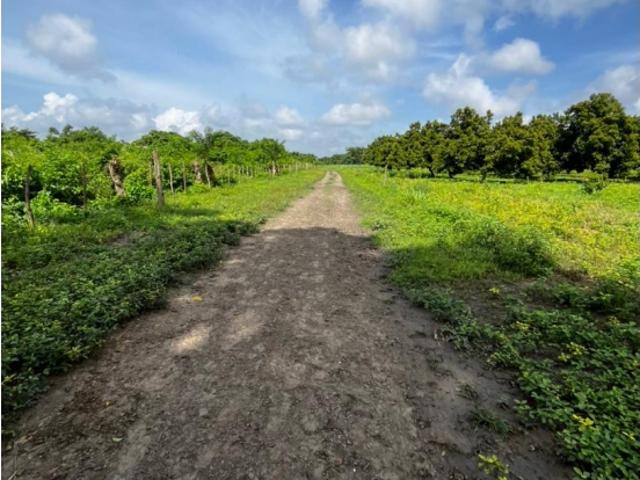 Finca en venta en Boraure, Yaracuy