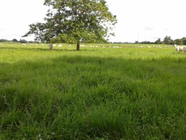 Finca en venta en Alto Barinas, Barinas