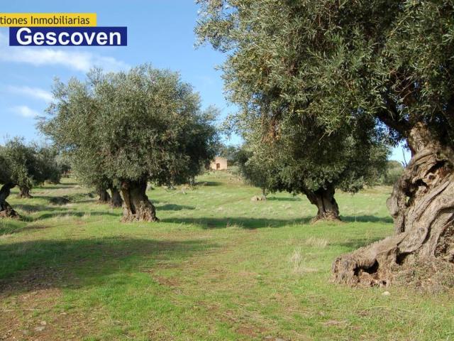 Terreno en venta en Valencia De Alcántara