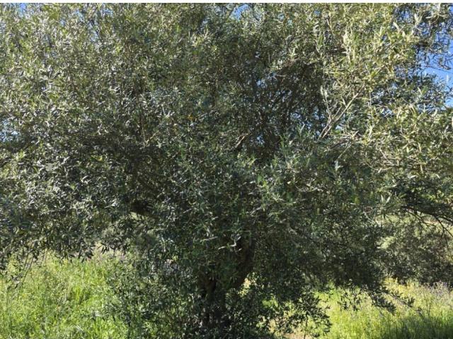 Terreno en venta en Aliseda, Extremadura