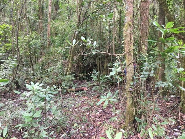 Terreno en venta en Lago Ranco, Los Ríos