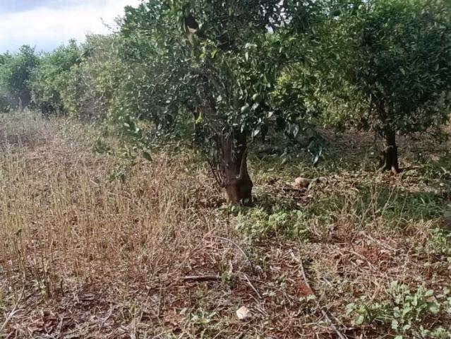 Terreno en venta en Benidoleig, Urbanització el Poblet