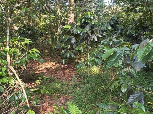 Terreno en venta en Hueytamalco, Puebla