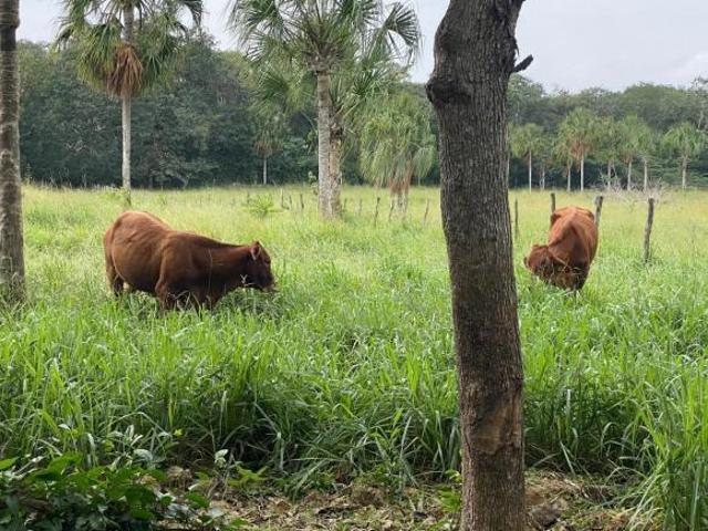 Rancho en venta en Tizimín, Yucatán