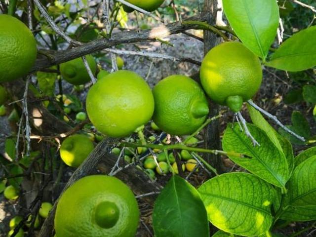 VENTA RANCHO EN ZACATECAS 430 HA