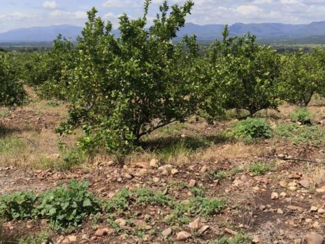 VENTA RANCHO EN ZACATECAS 430 HA