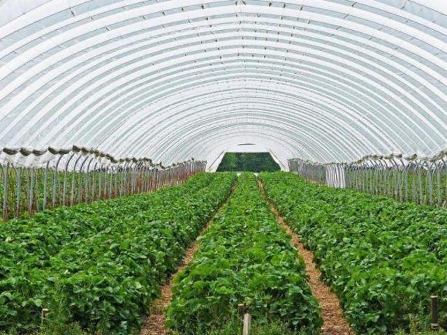 Venta Rancho para Cultivo en Invernadero, Morelos