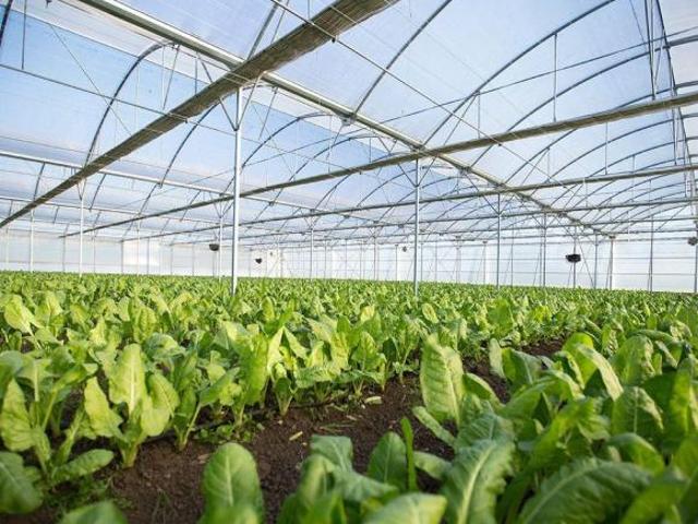 Venta Rancho para Cultivo en Invernadero, Morelos