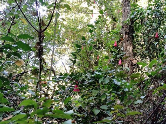 Terreno en venta en Florida, Biobío