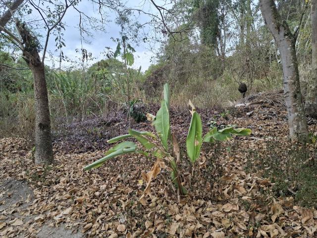 Terreno en venta en Boca De Uchire, Miranda