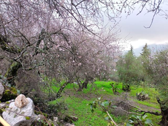 Terreno en venta en Sierra de Cádiz, Andalucía