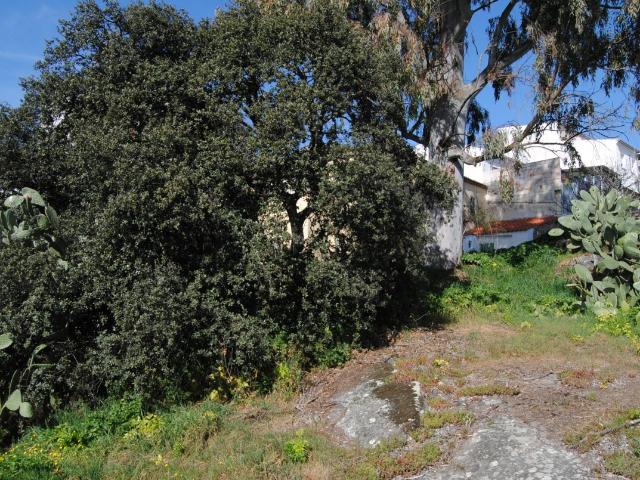 Terreno en venta en Valencia De Alcántara